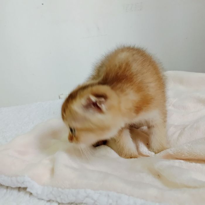 Срочно Девочка Скоттиш фолд золотая Шиншила
