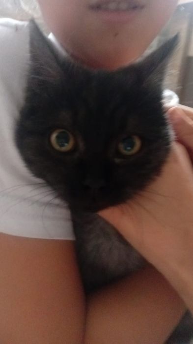 Отдам котенка 2 -3 мес мальчик