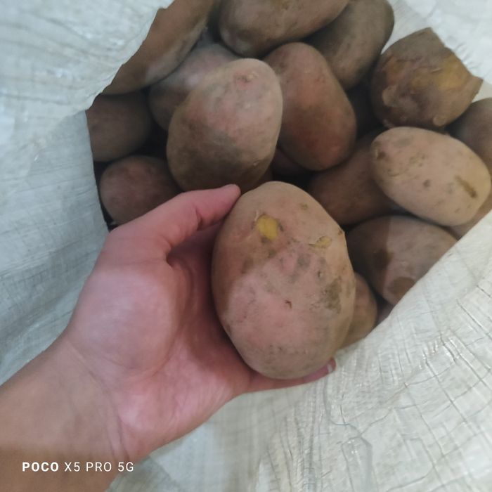 Картофель высший сорт