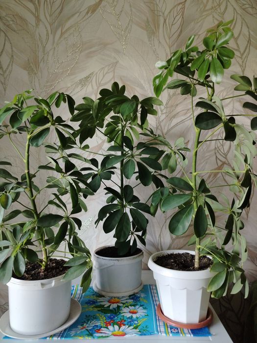 Шефлера, взрослое растение.