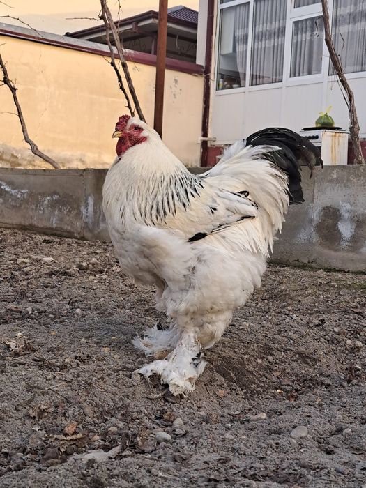 BRAMA XOROZ kelishamiz