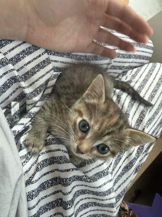 Отдам котенка в добрые руки