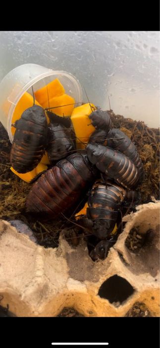 Мадагаскарские шипящие тараканы