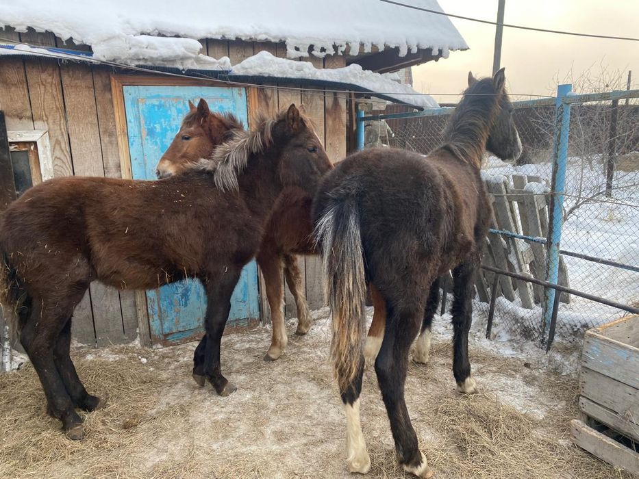 Продам годовалых жеребчиков 3 шт.