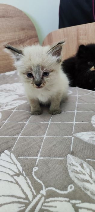 Отдам котят в добрые руки