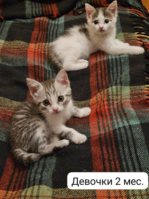 Котята бесплатно