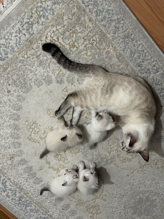 Хорошинькие котята