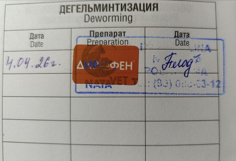 Кошка в добрые руки
