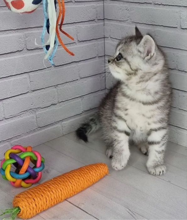 Скоттиш Страйтики