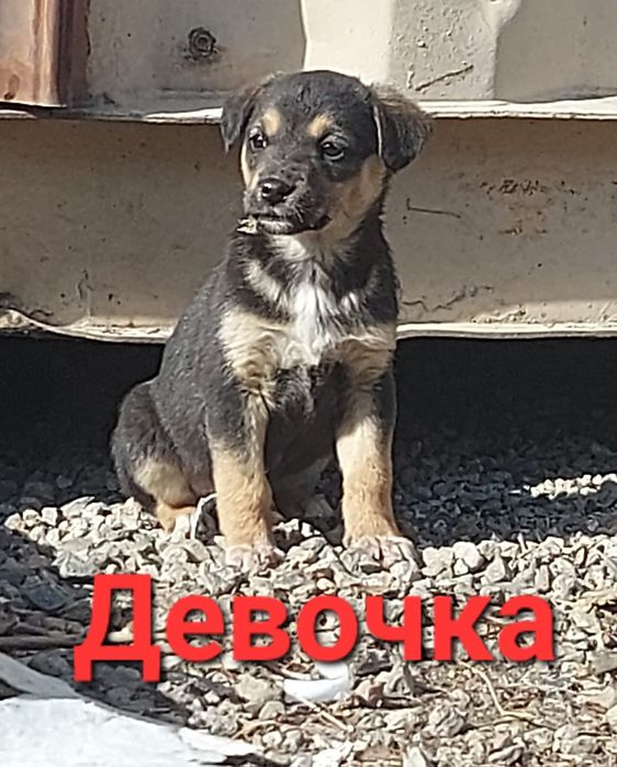 Пристраиваются обаятельные щенки