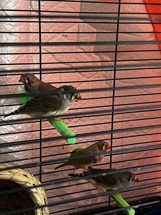 Заеброви амадини/ финки