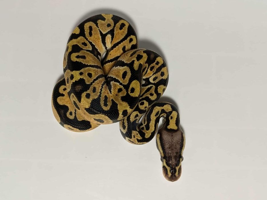 Кралски Питони - Различни разцветки