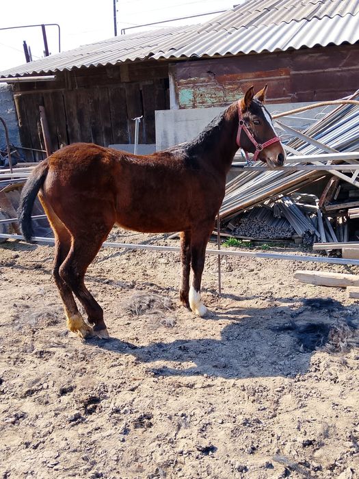 Продам жеребёнка