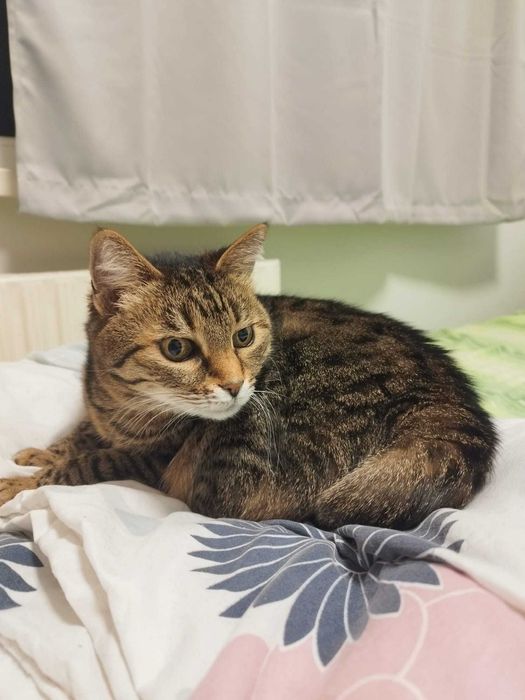 Търси се дом за домашна котка