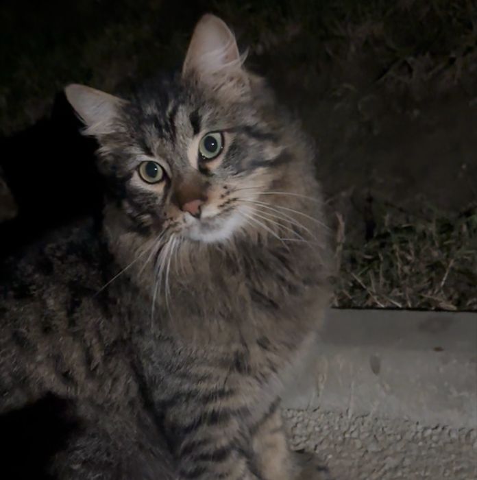 pisici de adoptat, 2 motani