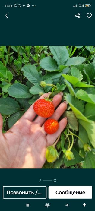 Клубника рассада