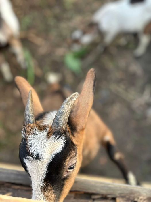 Țapi de curte castrați  25-30kg ,  preț 13 lei kg in viu