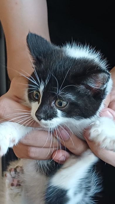 Котёнок мальчик ласковый