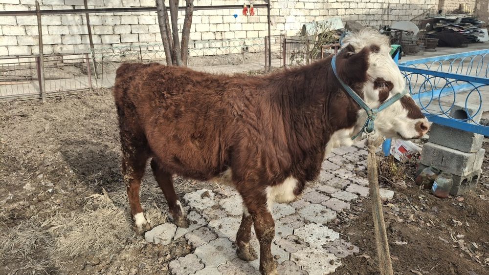 Қашар Порода Ақ бас Срочно сатылады