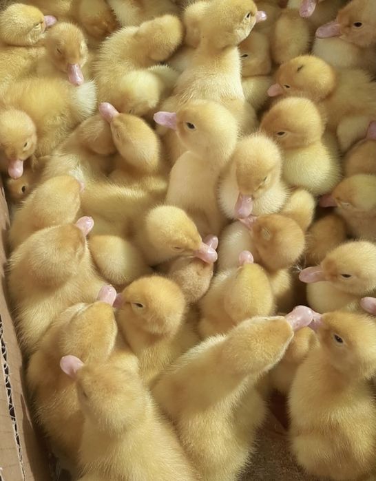 28 марта старт продаж цыплят