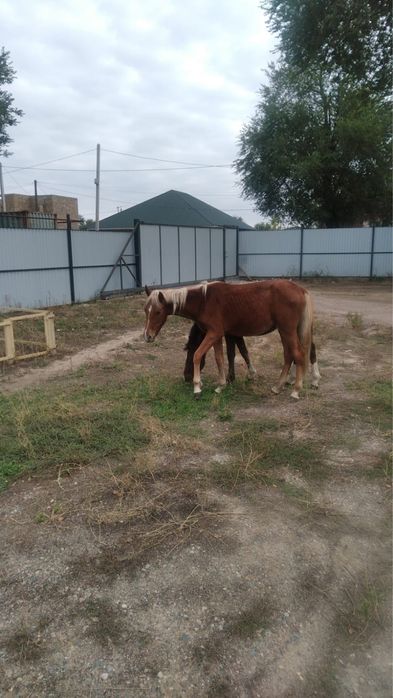 Продам лошадей,жеребенок
