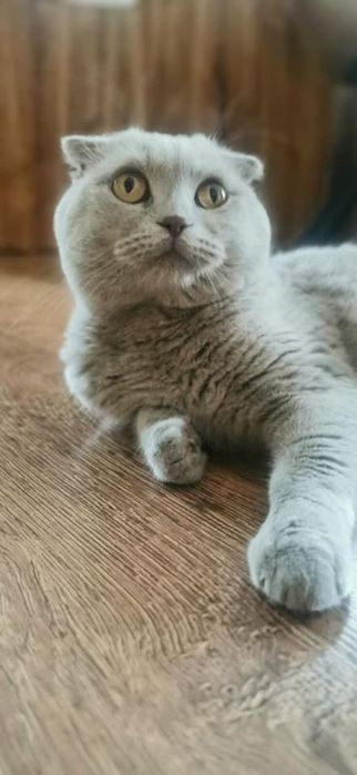 Британски късокосмести клепоухи