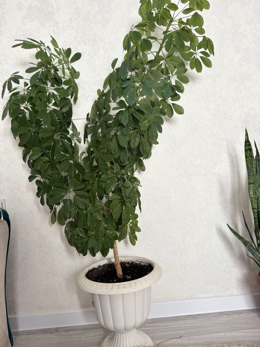 Продам очень красивую Шефлеру