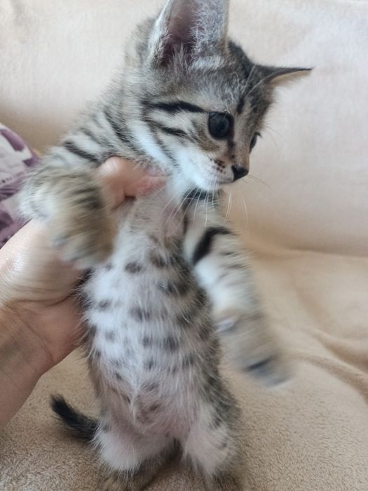 Отдам котенка мальчика в добрые руки