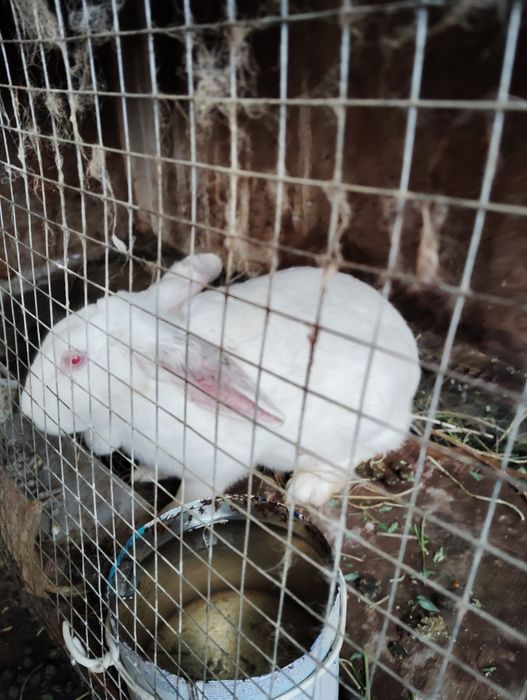 Hikol quyolari sotiladi