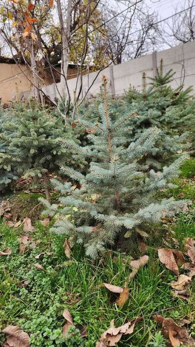 Mirzaxmat ota archalari Ель голубая archa goluboy serebristiy