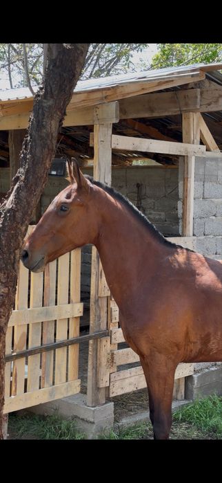 2 жасар құанан сатылады