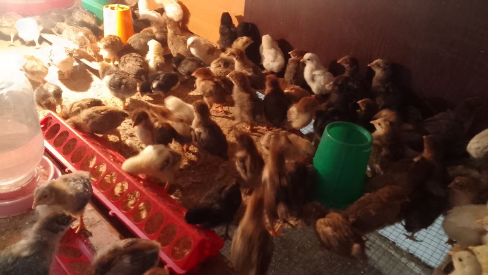 Продам цыплят от домашних кур
