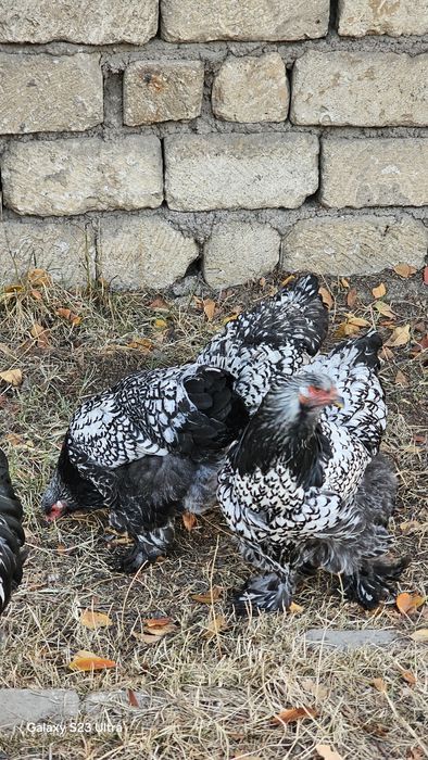 Продаются чистокровные петухи