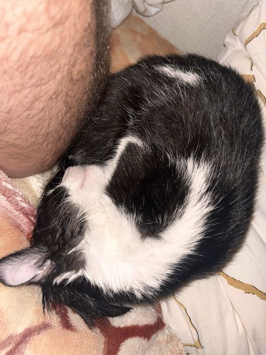 Отдам бесплатно котика