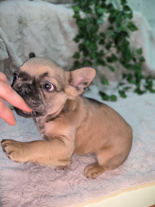 Vand baietel Bulldog francez fluffy - cu par lung.  (Cu pasaport)