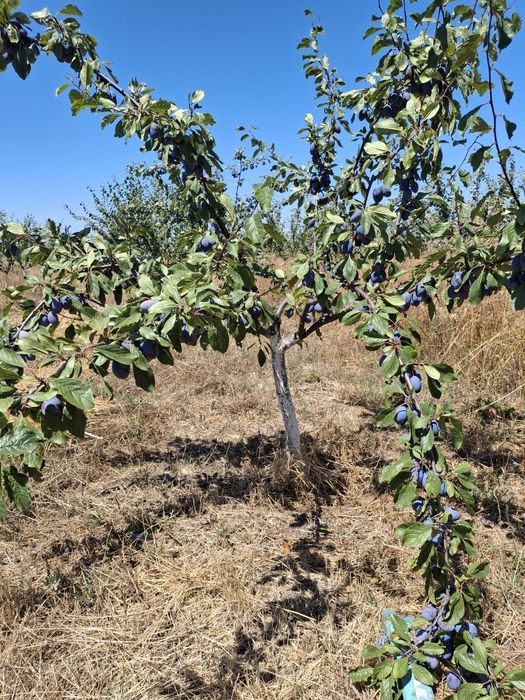 Продавам овошна градина 6 декара