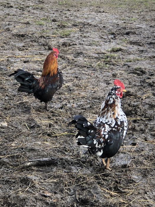 Cocoși Turcesti pitici de vanzare .