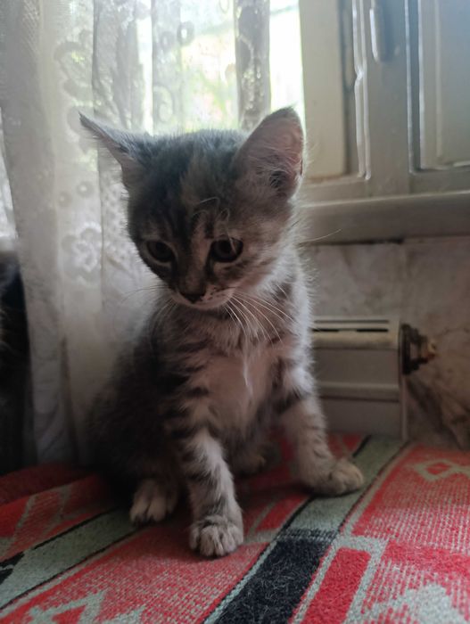 Подарявам малки котета