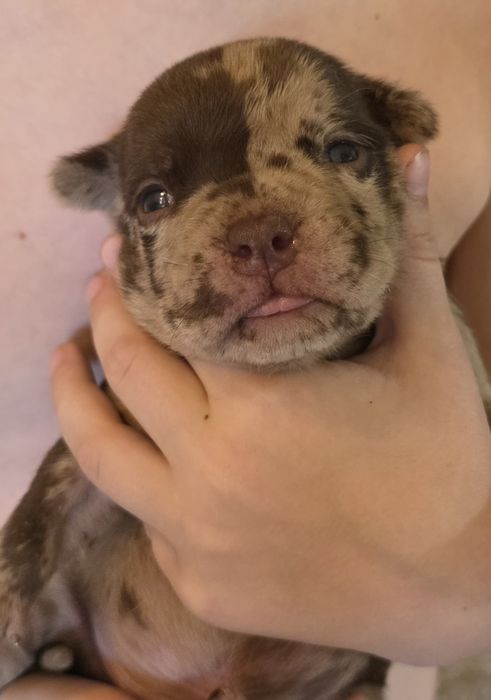 Щенок американский  булли