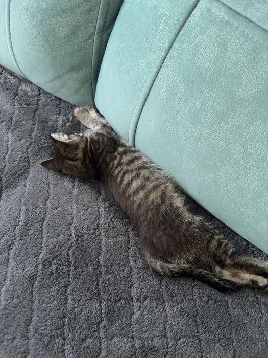 Котенок пиратка