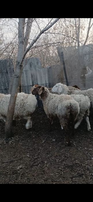 Сельхоз жиаотнве