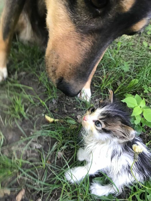 Отдам бесплатно котёнка.