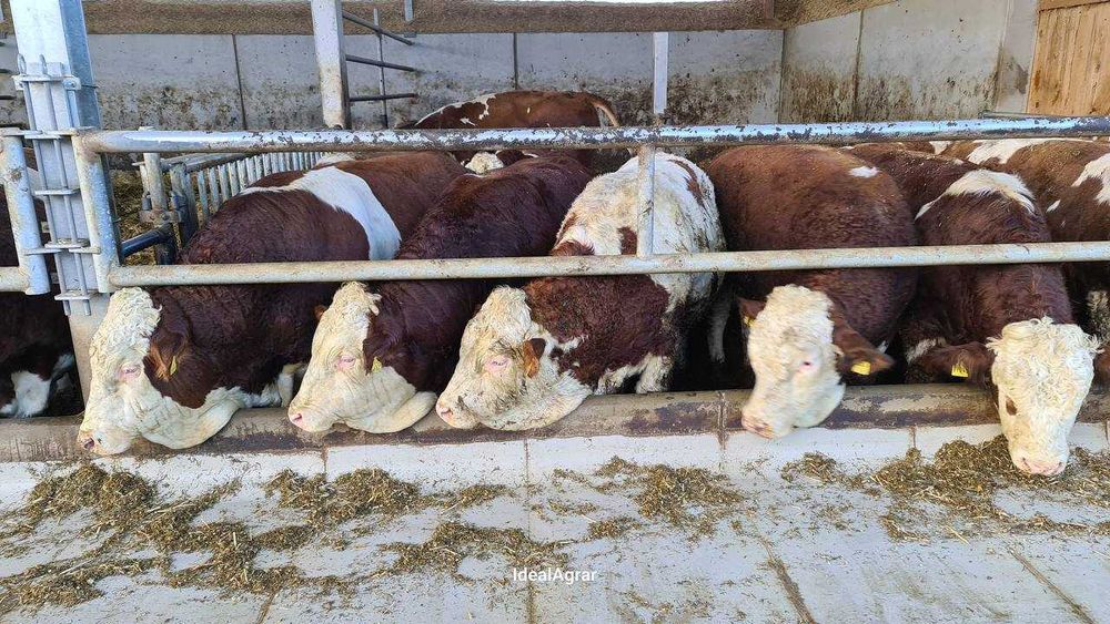 VILOFOSS mineral ozuqalari, Premiks