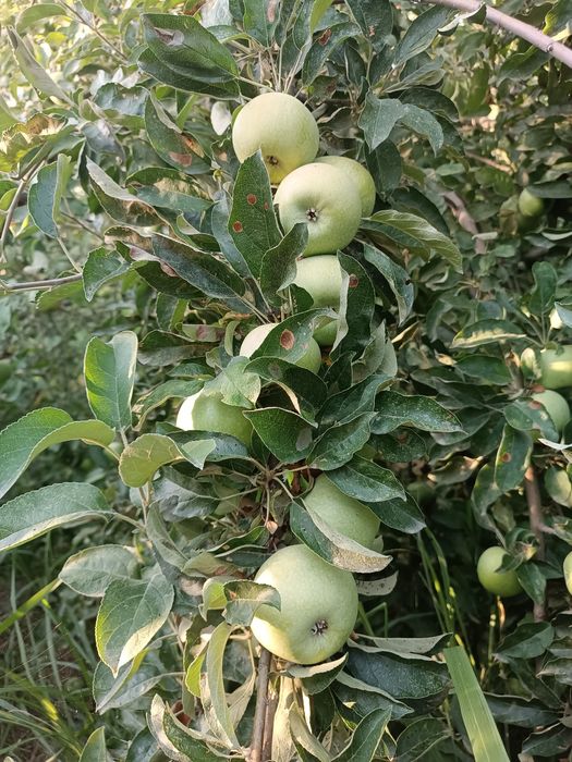 Жаннат олма (Крепсон) нави Семерянка олма нави