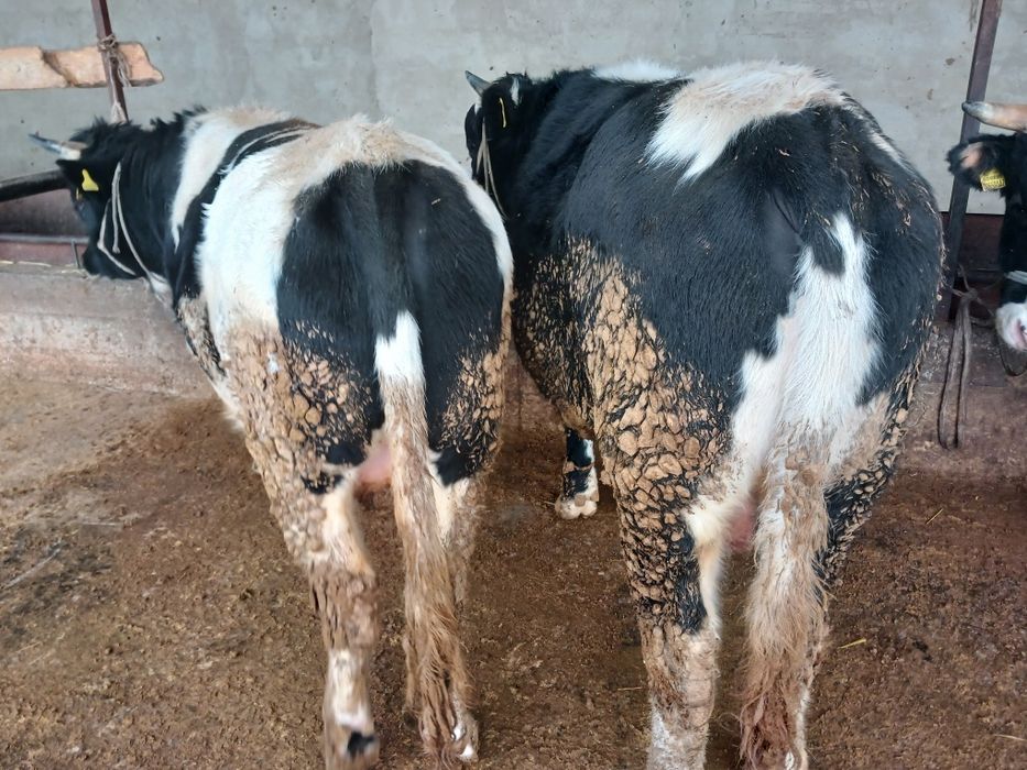 СемізБұхалар.сатылады