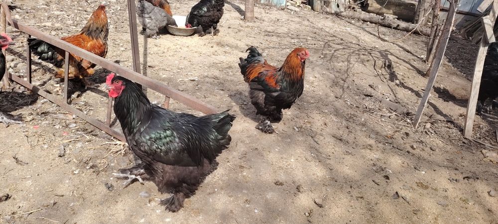 Продам петухов брама