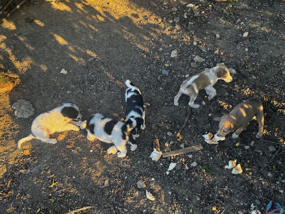 Catei catelusi , Pui de catel  pentru adoptie!