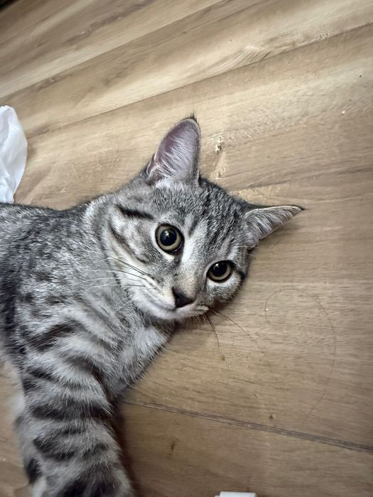 Отдам даром котенка