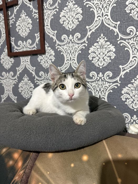 Ищем котику добрых хозяев