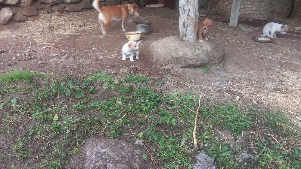 Подарявам малки кученца